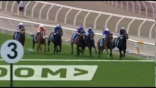 Aeliana  Carbine Club Stakes 1600m 2024  Ridden by James McDonald [upl. by Hilda]