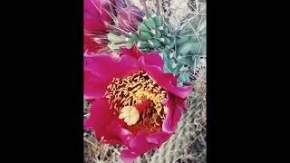 Cylindropuntia imbricata ή Κυλινδροπουντία η πλακοειδής [upl. by Rehotsirk288]