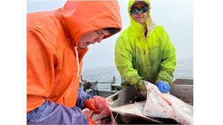 Alaska Halibut Fishing  Hauling Halibut Longline  Alaska Halibut Season 2022 [upl. by Ashia462]