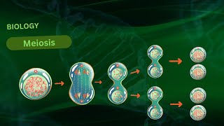 quotUnderstanding Meiosis A Comprehensive 3D Animation of Cell Divisionquot [upl. by Esina]