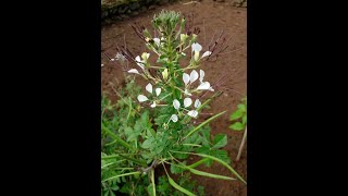 Complete Guide to grow Cleome Gynandra Plant in your garden Medicinal plant [upl. by Nwahsar]