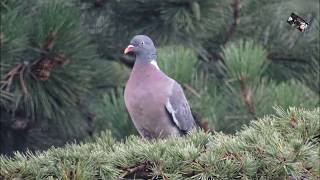 Le Pigeon ramier ou Palombe est la plus grande et la plus commune des espèces de pigeons européens [upl. by Alisan406]