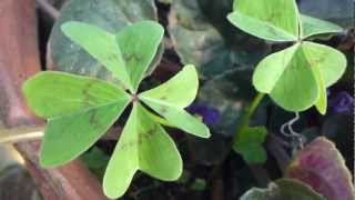 trebol 4 hojas real de buena suerte clover for good luck clover 4 leaf clover Lucky clover [upl. by Pfeifer]