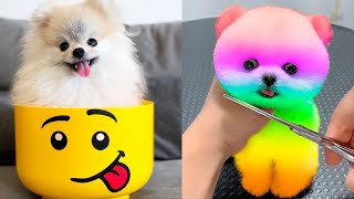 Cute Pomeranian Puppies Doing Funny Things 5  Cute and Funny Dogs  Box Studios [upl. by Augustin]