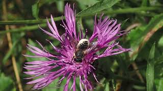 Patchwork Leafcutter Bees Megachile centuncularis Holy Trinity Church Buckfastleigh Devon [upl. by Safoelc203]