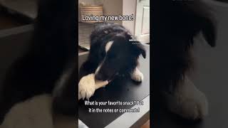 dogbone dogbones dogsnacks dog doglover trending dogfluencer cutedog cutepuppy miniaussies [upl. by Assela]