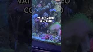 COMO O CASAL BANGAI ESTÁ SE ACASALANDO Como estou Reproduzindo BANGAI anemones fishtank bangai [upl. by Akkinahs264]