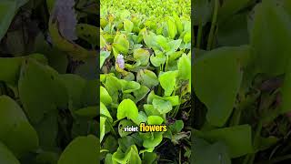 Water Hyacinth nature travel relaxing [upl. by La Verne390]