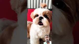 puppy baby Dog sortsvilars videos sorts videos 🤣 shorts [upl. by Peter]