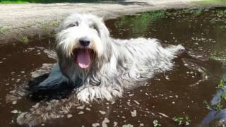 Bearded Collie  the secret to a healthy coat [upl. by Brnaby]