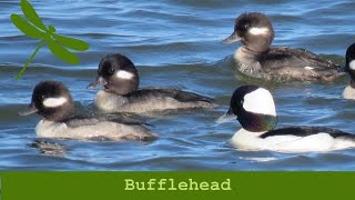 Bufflehead [upl. by Auop]