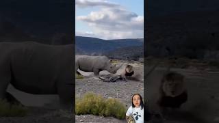 Who is the Strongest 🤪🤣 In the Animal Kingdom animal lion natgeo shorts viral [upl. by Strohbehn483]