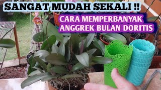 CARA MEMPERBANYAK ANGGREK BULAN DORITIS [upl. by Fini]