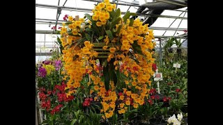 Palmers Orchid Sale March 2023 [upl. by Nelluc]