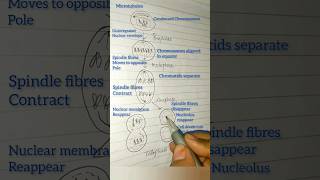 Mitosis easy diagram howtodraw easysteps mitosis cellcycleandcelldivision class11 [upl. by Boris]