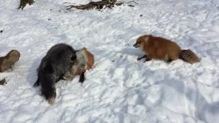 Foxes Play Fighting in the Snow [upl. by Dodge]