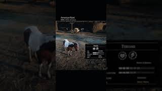 RDR2 • All American Paint Horse Colors and Locations • Red Dead Redemption 2 [upl. by Harv]