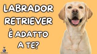 Labrador Retriever Cosa Sapere [upl. by Golanka]