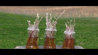 How To Grow An Entire Apple Orchard From Existing Tree Cuttings [upl. by Uella]