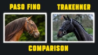 PASO FINO VS TRAKEHNER HORSE  Dressage [upl. by Denten750]