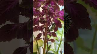 Black Swallowtail Caterpillar turning into a Chrysalis Full HD Timelapse [upl. by Nagram]