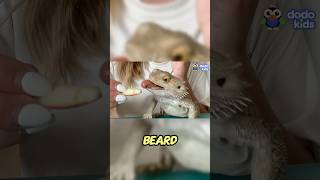 Bearded Dragon Tough Beard Hilarious Moves [upl. by Sandberg642]