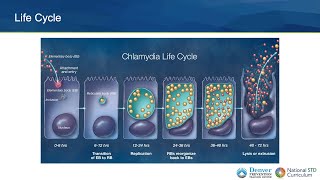 STD Lecture Series Chlamydia [upl. by Sully]