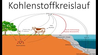 Kohlenstoffkreislauf  Kohlenstoffatomkreislauf  Ökologie  Biologie Schule [upl. by Leugimsiul]