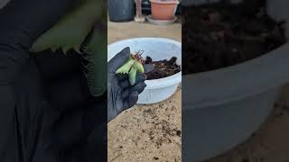 Repotting pruning roots faucaria tigrinatiger jaws  succulents [upl. by Llennoc]