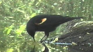 redwing blackbird on river rat creek [upl. by Eerrehc]