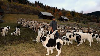 LA STÂNA LUI MIHAI CRUȘITU DE PE DEALUL SCAIUȘ  CÂINII CIOBĂNEȘTI DE BUCOVINA PĂZESC OILE  DOC 1 [upl. by Notnroht740]