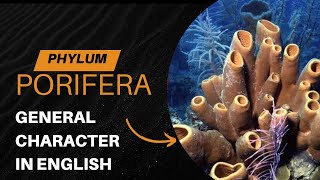 PHYLUM PORIFERA  GENERAL CHARACTER  ENGLISH [upl. by Naaman]