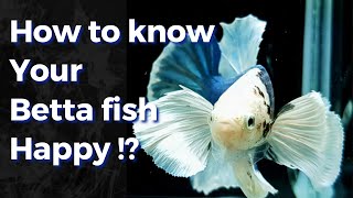 10 Signs of Happy Betta fish [upl. by Animrelliug]