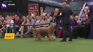 Briards  Breed Judging 2020 [upl. by Frieder]