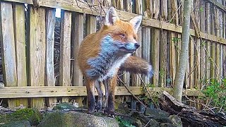 The Sound of a Fox Barking  Discover Wildlife  Robert E Fuller [upl. by Beau]