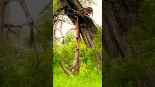 Leopard 🐆 Hunt 🦌 amp Haynes Caught 😞trending wildlife search trendingshorts wildanimals viral [upl. by Ycak]