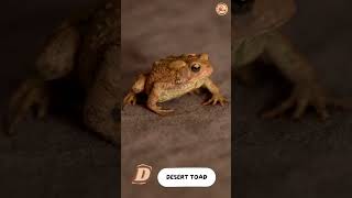 ABC Reptiles and Amphibians Song  Part 1 A to I  singing amp learning abcd together [upl. by Lambrecht57]