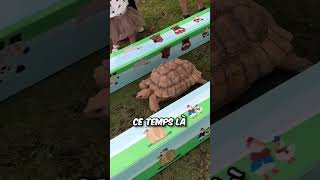 Qui va Gagner cette Fameuse Course  🐰🐢 [upl. by Ydnis]