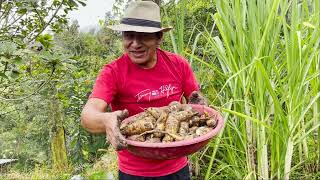 SALÍ A COSECHAR ZANAHORIAS Y ESTO A PRODUCIDO [upl. by Sollie]