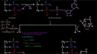 Glycerophospholipid Synthesis Part 4 of 4  Eukaryotes [upl. by Laehcar]