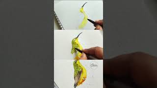 Olive Backed sunbird in watercolors watercolorpainting [upl. by Eikram]