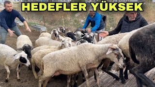 DAMIZLIK GEBE KOYUN ALDIK  BU FİYATLARA KOYUN MU OLUR [upl. by Kunz262]