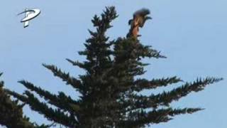 Red Tail Hawks mating [upl. by Armington]