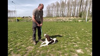 Zelf oefenen hond leren liggen  Doderer Hondenschool [upl. by Iva]