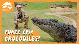 Epic croc action…times 3  Australia Zoo Life [upl. by Lengel]