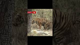 Bengal tiger🐅🐅meeting video shortvideo viralvideo tiger animals short [upl. by Narbig]