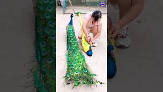 Pretty Peacock toy peacock shorts music love song bollywood hindisong bdsports [upl. by Kloster]