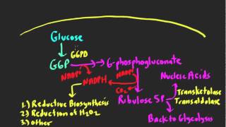 Schneid Guide to Pentose Phosphate Shunt [upl. by Notsnorb]