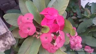 No154 Care tips for Euphorbia milii Crown of thronewinter flower plant Hindi Urdu [upl. by Miltie]