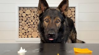 My German Shepherds Pick Their Favorite Foods [upl. by Ecirb]